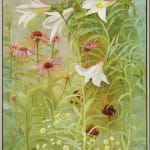 Jane Wormell, Lilies, Echinacea and Daisies