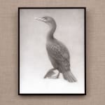 Tim Hayward, Kingfisher, 2024