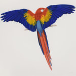 Elizabeth Butterworth, Scarlet Macaw