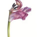 Fiona Strickland, Open Absalon (Tulipa ‘Absalon’)