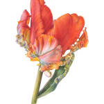 Fiona Strickland, Parrot Tulip, Rococo (Tulipa ‘Rococo’)