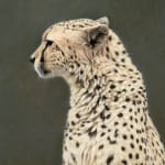 Gary Stinton, Jaguar in Profile