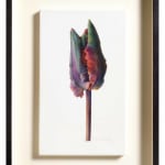 Fiona Strickland, Bud Portrait (Tulipa ‘Blumex Parrot’)