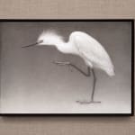Lee Andre, Snowy Egret, 2020