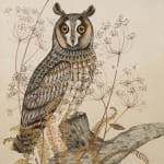 Harriet Bane, Long-eared owl, 2021