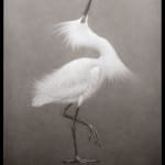 Lee Andre, Snowy Egret, 2020