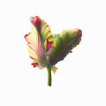 Fiona Strickland, Tulipa 'Flaming Parrot'