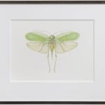 Georita Harriott, Long Horned Grasshopper - Phyllopora grandis (underside)