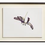 Fiona Strickland, Tulipa ‘Joseph Paxton’ (English Florists' Tulip)