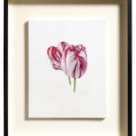 Fiona Strickland, Open Absalon (Tulipa ‘Absalon’)