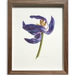Fiona Strickland, Early Spring Tulip
