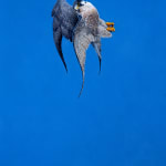 Tim Hayward, Ring-Necked Pheasant - Azure