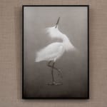 Lee Andre, Snowy Egret, 2020