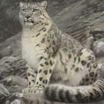 Gary Stinton, Sitting Snow Leopard