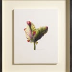 Fiona Strickland, Tulipa 'Flaming Parrot'