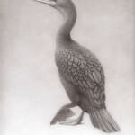 Tim Hayward, Kingfisher, 2024