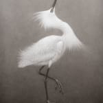 Lee Andre, Snowy Egret, 2020