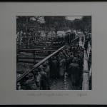 Jeff Carter's black and white photograph 'Cattle Sale, Wangaratte' framed.