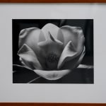 Framed silver gelatine print of Max Dupain's photograph 'Magnolia', on display in the Illsley Collection exhibition at kellilundberg.art.