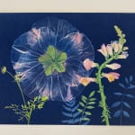 Julia Whitney Barnes, Cyanotype Painting (Giant Hibiscus), 2020