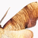 Joseph Scheer, Pericallia matronula male, 2015