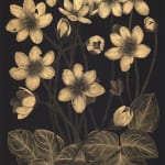 Jackie Battenfield, Late Magnolia Blossom cs2, 2023