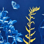 Julia Whitney Barnes, Cyanotype Painting (Roses, Snowdrops, Pollinators, etc.), 2021