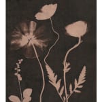 Julia Whitney Barnes, Cyanotype Painting (Tea Toned), 2021