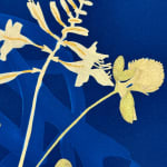 Julia Whitney Barnes, Cyanotype Painting (Roses, Snowdrops, Pollinators, etc.), 2021