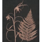 Julia Whitney Barnes, Cyanotype Painting (Tea Toned Orchids, Snow Drops, Forget Me Nots, etc), 2021