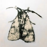 David Konigsberg, Moth #3, 2020