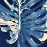 Julia Whitney Barnes, Cyanotype Painting (Roses, Snowdrops, Pollinators, etc.), 2021