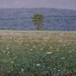 Thomas Sarrantonio, Field Painting July 19, 2021