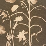 Julia Whitney Barnes, Cyanotype Painting (Tea Toned Poppies, Fritillaria, Bleeding Hearts), 2021