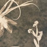 Julia Whitney Barnes, Cyanotype Painting (Tea Toned Orchids, Rose of Sharon, etc), 2021