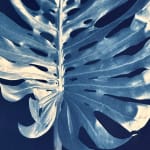 Julia Whitney Barnes, Cyanotype Painting (Roses, Snowdrops, Pollinators, etc.), 2021
