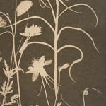 Julia Whitney Barnes, Cyanotype Painting (Tea Toned Poppies, Fritillaria, Bleeding Hearts), 2021