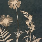Julia Whitney Barnes, Cyanotype Painting (Tea Toned Cosmos, Sweet Peas, Fern, etc) , 2021