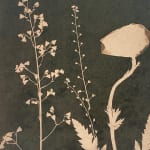 Julia Whitney Barnes, Cyanotype Painting (Tea Toned Poppies, Forget Me Nots, etc), 2021