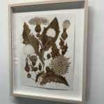 Margot Glass, Lady's Thumb #2, 2024