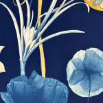 Julia Whitney Barnes, Cyanotype Painting (Roses, Snowdrops, Pollinators, etc.), 2021