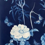 Julia Whitney Barnes, Cyanotype Painitng (Peony, Ferns, etc.), 2020