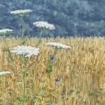 Thomas Sarrantonio, Field Painting July 19, 2021