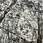 Daniel Anselmi, Untitled (7-14), 2024