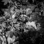 Laura Barr, Moonlit Surfer, 2023