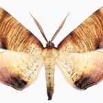 Joseph Scheer, Pericallia matronula male, 2015