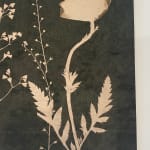 Julia Whitney Barnes, Cyanotype Painting (Tea Toned Poppies, Forget Me Nots, etc), 2021
