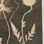 Julia Whitney Barnes, Cyanotype Painting (Tea Toned), 2021