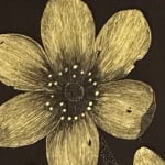 Jackie Battenfield, Late Magnolia Blossom cs2, 2023