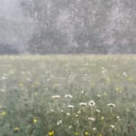 Thomas Sarrantonio, Field Painting July 19, 2021